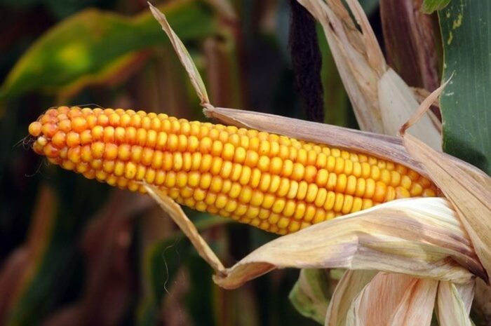 rars, rezerwy strategiczne, kukurydza mokra, kukurydza, zakup, suszenie, przechowanie, przetarg, rozeznanie