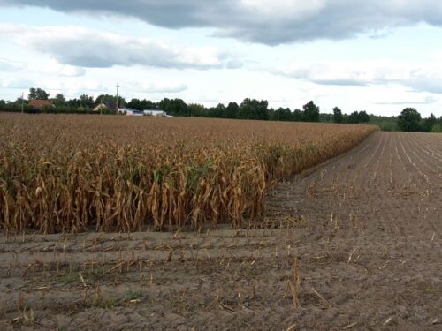 kukurydza, zbiory, plony, kukurydza na ziarno, kukurydza na kiszonkę, ceny, iung