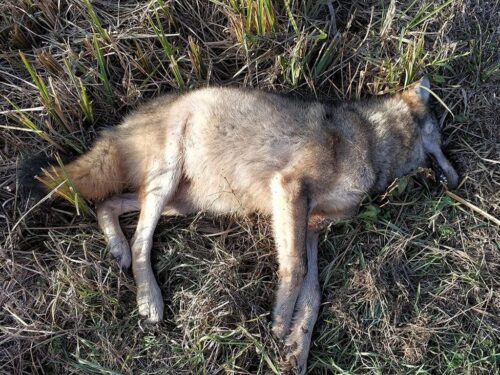 kmp krosno, polowanie, wilk, zabity, wilk, śledztwo