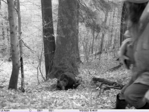 nadleśnictwo lutowisko, lasy państwowe, leśnicy, inicjatywa dzikie karpaty, aktywista, niedźwiedź, atak, gawra
