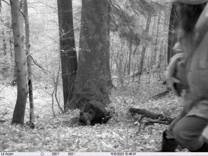 nadleśnictwo lutowisko, lasy państwowe, leśnicy, inicjatywa dzikie karpaty, aktywista, niedźwiedź, atak, gawra