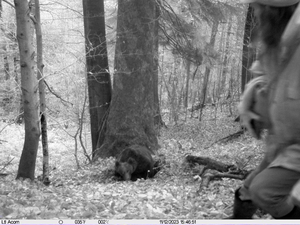 nadleśnictwo lutowisko, lasy państwowe, leśnicy, inicjatywa dzikie karpaty, aktywista, niedźwiedź, atak, gawra