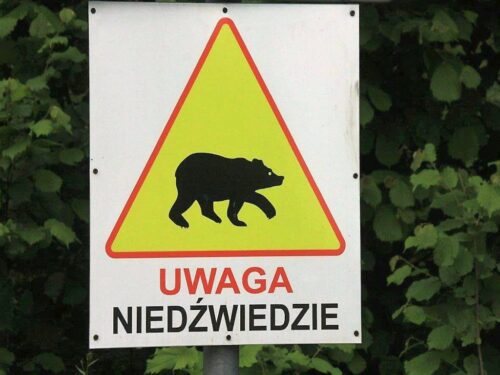 podkarpacie, leśnicy, lasy, niedźwiedź, niedźwiedzie, atak, poszkodowany