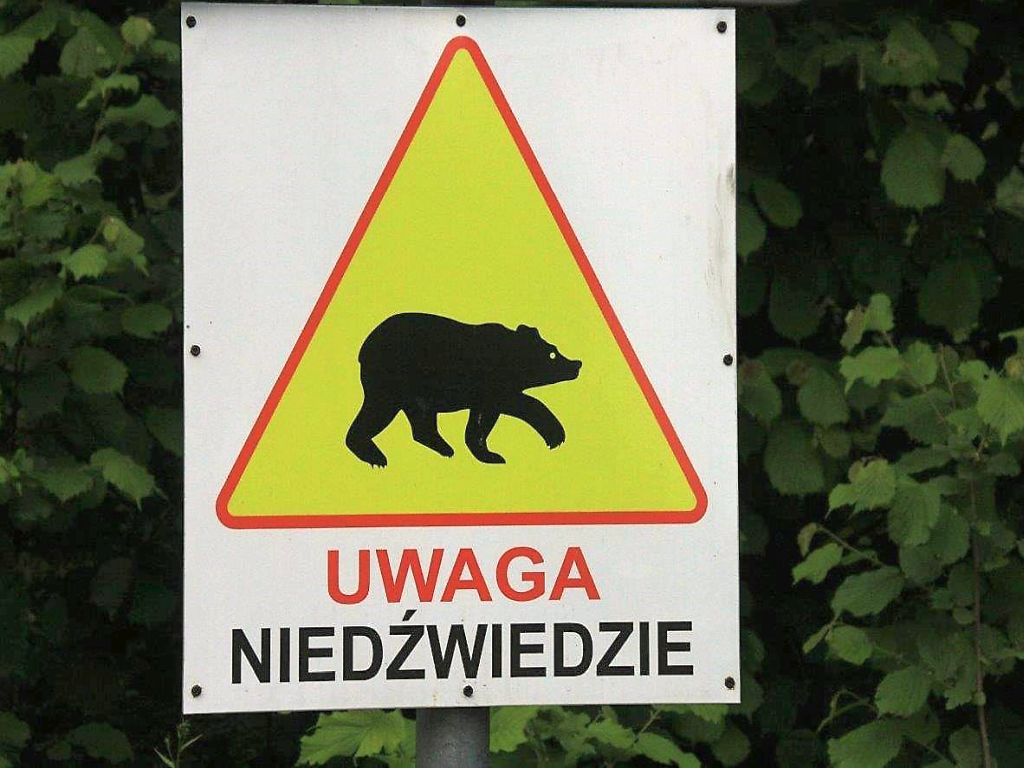 podkarpacie, leśnicy, lasy, niedźwiedź, niedźwiedzie, atak, poszkodowany