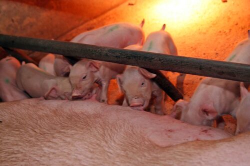 prosięta ssące, mleko, siara, maciory, lochy, poród u macior, Tadeusz Barowicz, Akademia "Hoduj z Głową Świnie