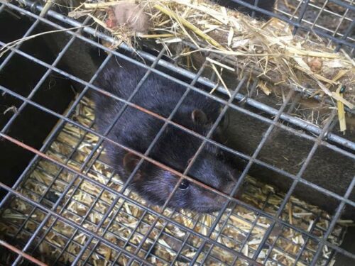 rzeczpospolita, piątka dla zwierząt, ochrona zwierząt, ustawa, prawo, sejm, hodowla na futra