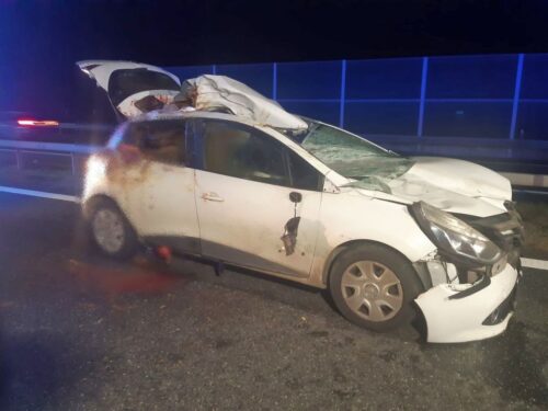 kmp tarnów, wypadek, kolizja, zdarzenie drogowe, auto, osobówka, łoś, zderzenie, autostrada
