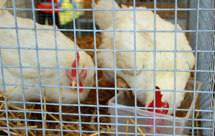 ceny drobiu, żywiec drobiowy, indyki, kurczęta, tuszki, brojlery, eksport, import, Polska