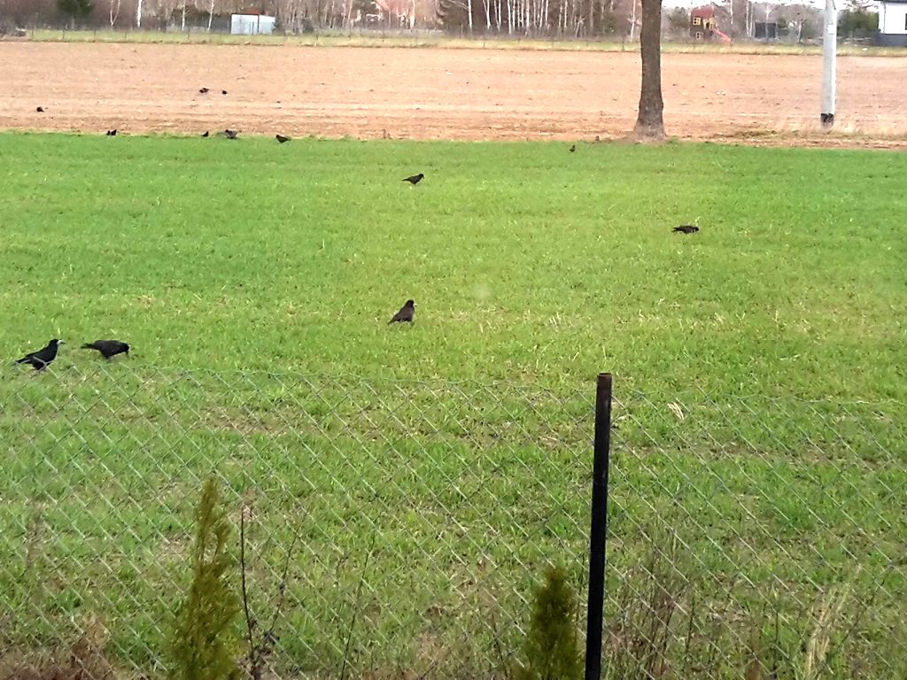 gdoś, dyrekcja ochrony środowiska, gatunki chronione, ptaki, dzikie ptactwo, płoszenie, szkody, uprawy, stawy hodowlane