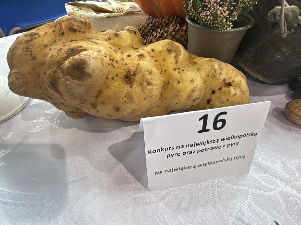 wielkopolska, konkurs, ziemniak, ziemniaki, pyra, kgw, gospodynie