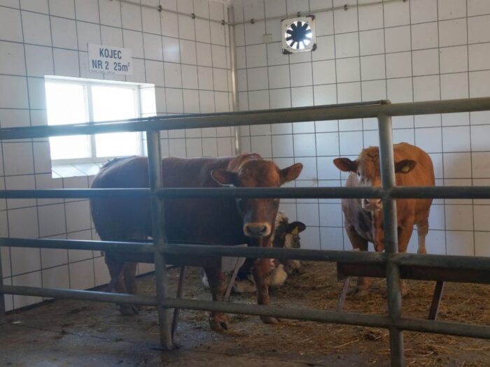 porozumienie rolnicze, wystąpienie, mrirw, resort rolnictwa, produkcja mięsa, hodowla, bydło, wołowina, rzeźnia