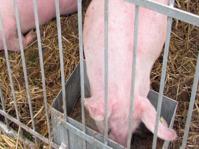 interpelacja, hodowla, świnie, hodowla świń, hodowla na własne potrzeby, wieprzowina, rejestr, arimr