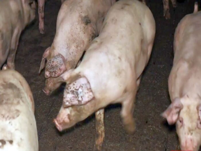 włochy, chiny, hodowla, świnie, trzoda chlewna, wuhan, covid19