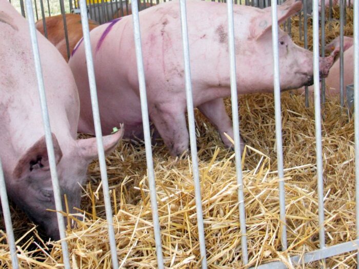 nabór, wnioski, refundacja, bioasekuracja