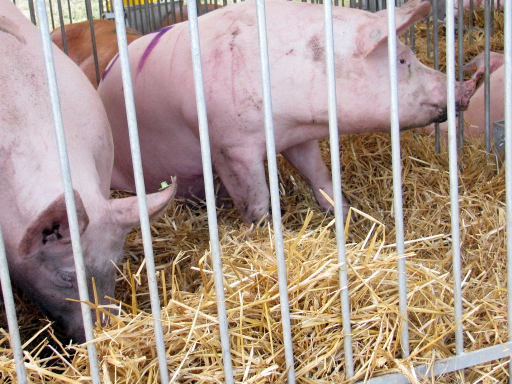 nabór, wnioski, refundacja, bioasekuracja