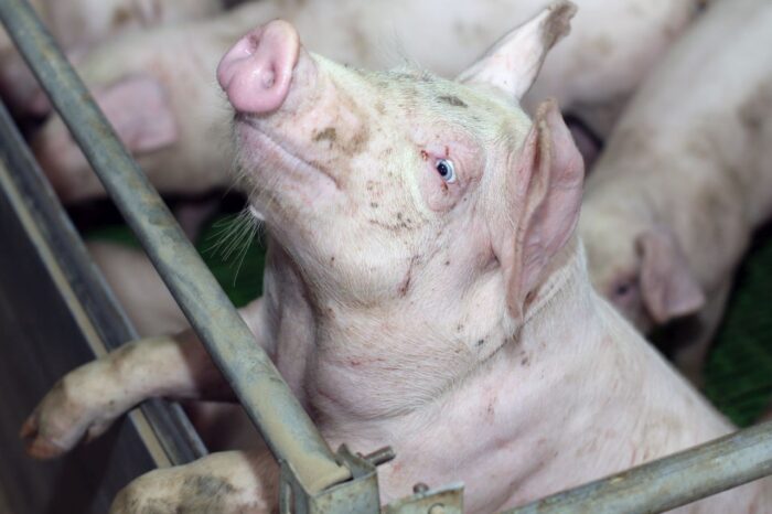 tuczniki, cena tuczników, wieprzowina, mięso wieprzowe, tuczniki w Niemczech, VEZG, żywiec wieprzowy, świnie