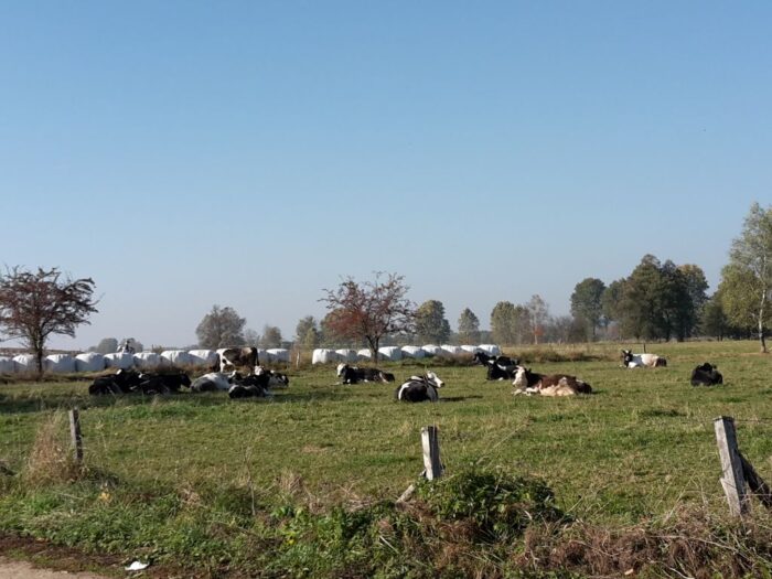 prawo, projekt, rozporządzenie, sumy ubezpieczeń, ubezpieczenia, uprawy, zwierzęta