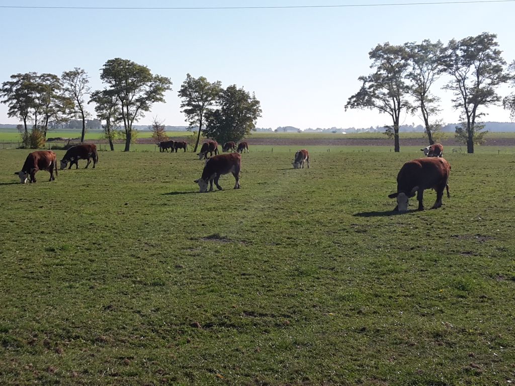 ambasador, kumoch, chiny, wołowina, eksport, handel, rynek