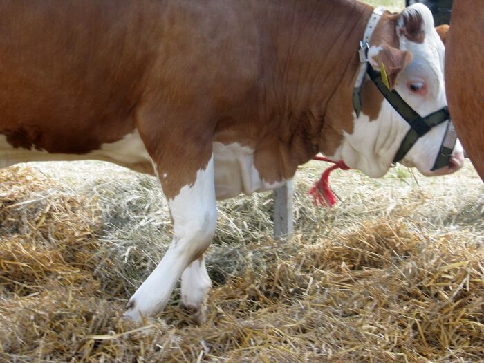 związek polskie mięso, choiński, mięso, wołowina, eksport, handel, polska, chiny