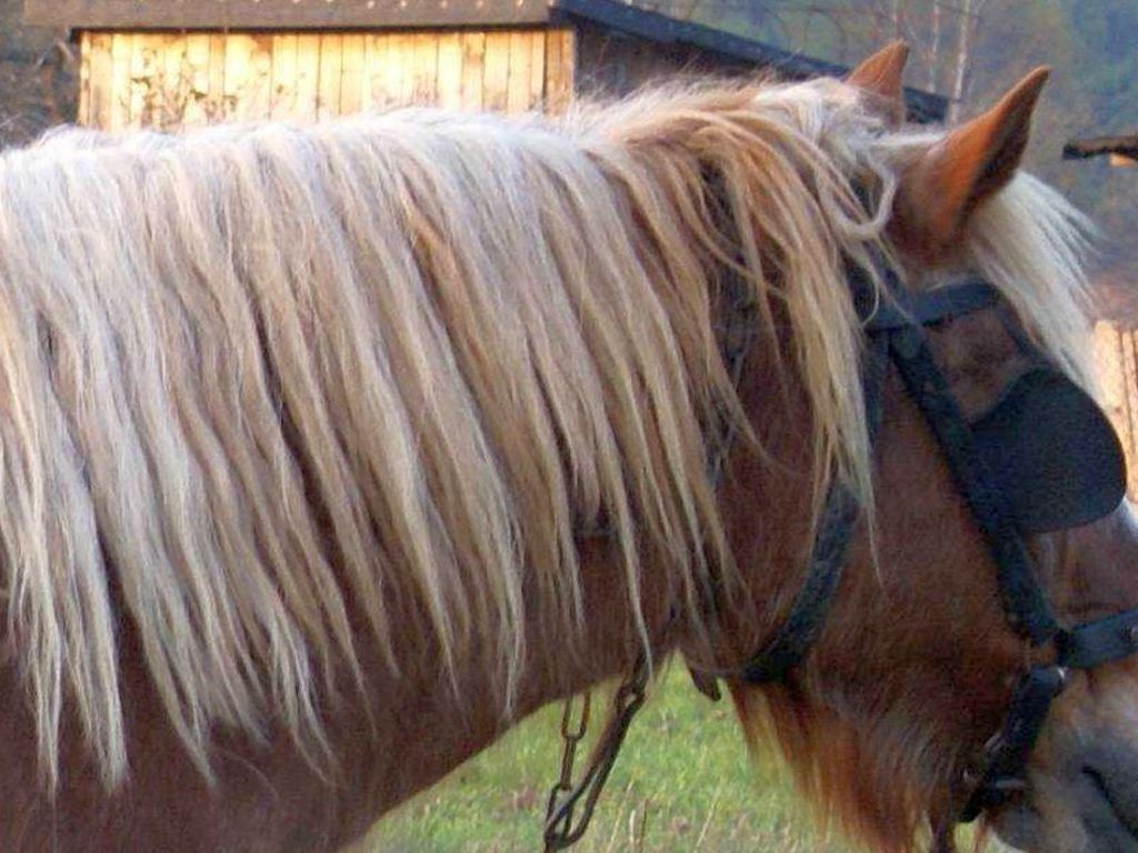 prokuratura, śledztwo, znęcanie się, schronisko, zwierzęta, konie, psy, cielaki, kozy