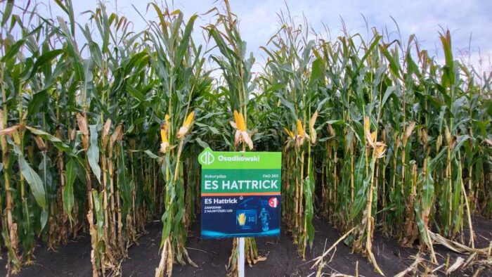 ES Hattrick, Osadkowski, kukurydza