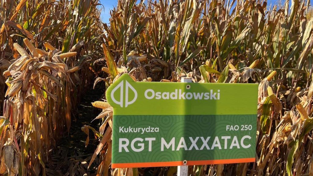 RGT Maxxatac, Osadkowski, kukurydza