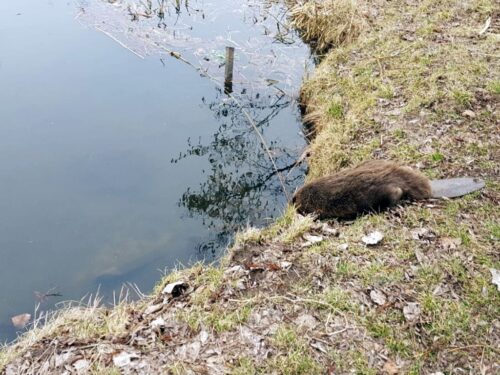 tatry, morskie oko, tpn, bóbr, bobry