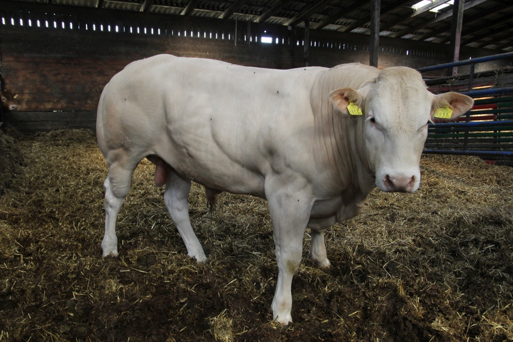 bydło mięsne, wołowina, steki wołowe, mięso