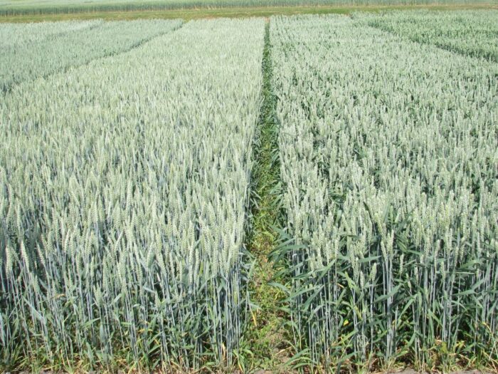 ceny, skup, skupy, targowiska, płody rolne, produkty rolne, gus