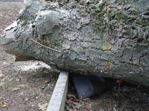 kmp kalisz, km psp kalisz, gospodarstwo, drzewo, wycinka, wycinka drzewa, przygnieciony, śmierć mężczyzny