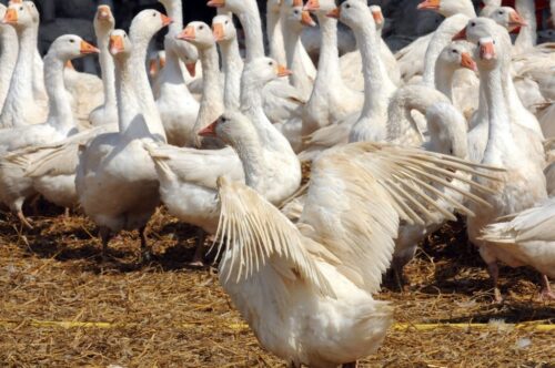 brazylia, więzienie, zakład karny, gęsi, psy