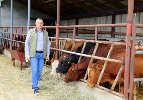 Grupy producentów Bizon, opas bydła, integracja rolników,