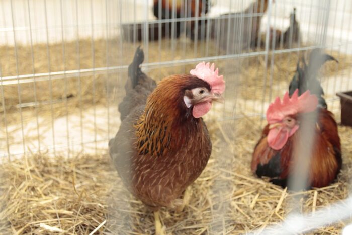 ceny drobiu, żywiec drobiowy, indyki, kurczęta, tuszki, brojlery, eksport, import, Polska