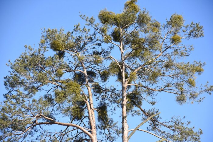 dendrolog, jemioła, pasożyt, drzewa, usuwanie jemioły, ptaki, owoce