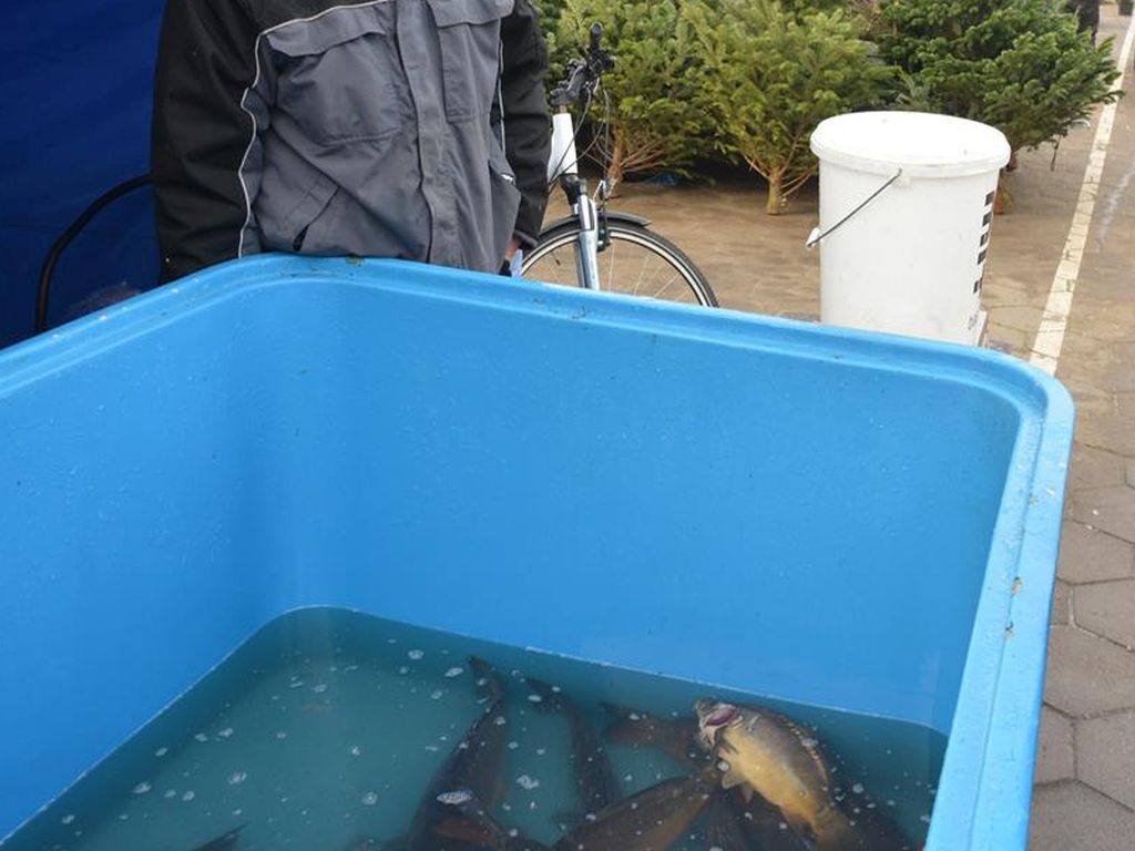 karpie, ryby, pan karp, hodowcy ryb