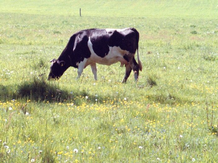 badanie, badacze, bydło, karmienie, trawa, pastwiska, zboże, ślad węglowy
