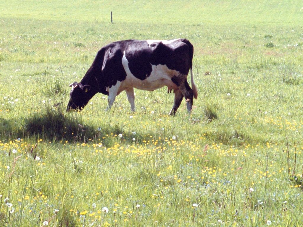 badanie, badacze, bydło, karmienie, trawa, pastwiska, zboże, ślad węglowy