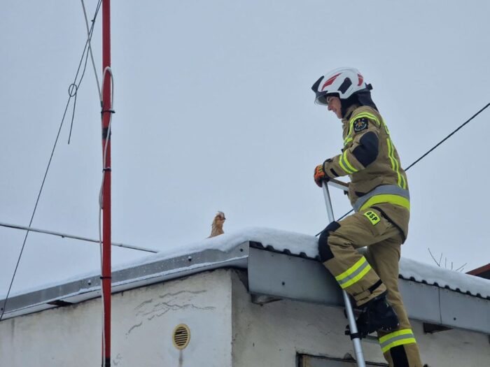 osp pustków żurawski, osp, druhowie, akcja, kura