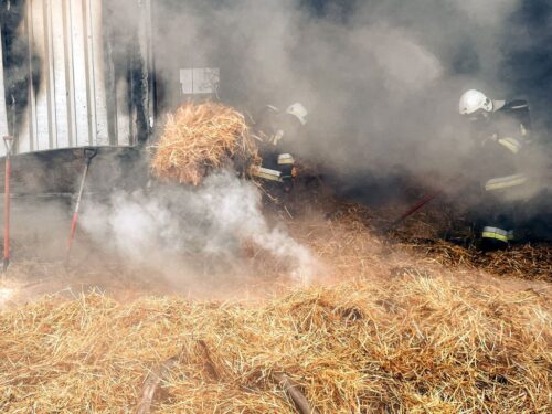 pożar, kurnik, indyki, ptaki