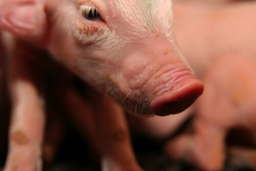 prosięta ssące, mleko, siara, maciory, przeciwciała, aminokwasy, Tadeusz Barowicz, Akademia "Hoduj z Głową Świnie