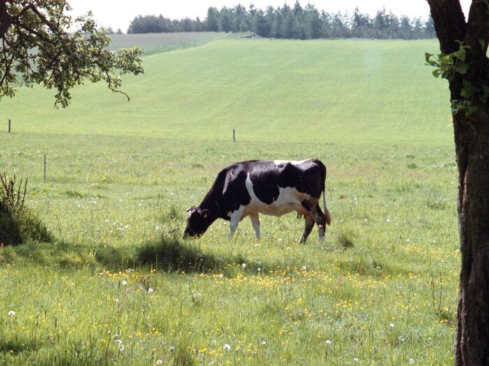raport, rolnictwo, ue, unia europejska, polityka klimatyczna, polityka rolna, odtwarzanie przyrody