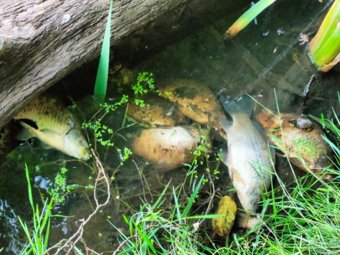 prokuratura, śledztwo, zatrucie, rzeka, barycz, zatruta rzeka, obornik, biogeny