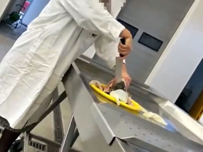 uniwersytet rolniczy w krakowie, ur w krakowie, uczelnia, zajęcia, studenci, lekarz weterynarii, karp, ryba