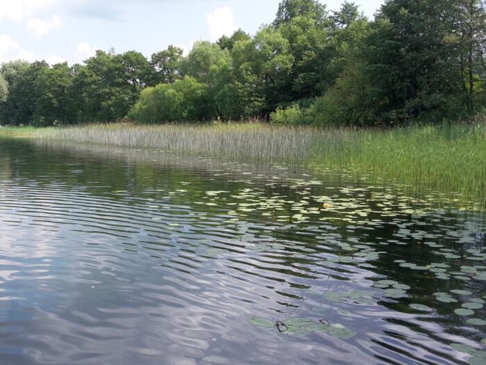 naukowcy, badania, woda, stawy, stawy karpiowe, hodowla karpia, jakość wody