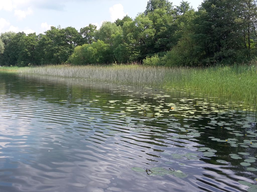 naukowcy, badania, woda, stawy, stawy karpiowe, hodowla karpia, jakość wody