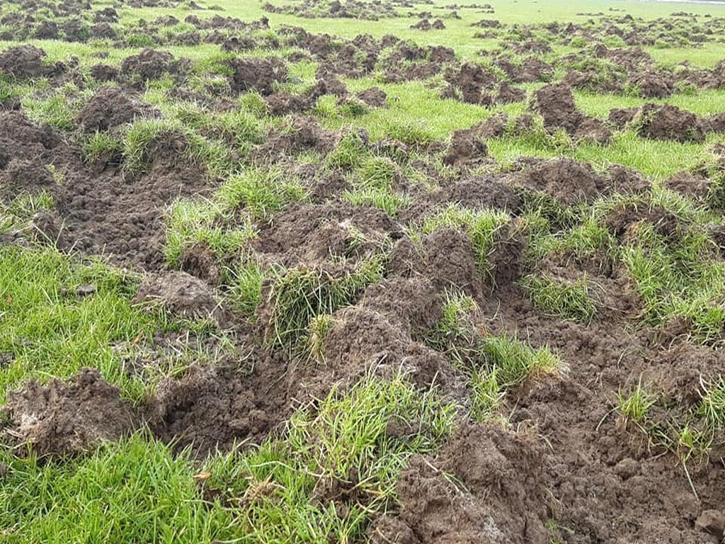 trybunał konstytucyjny, tk, orzeczenie, wyrok, szkody łowieckie, konstytucja, dzikie zwierzęta, prawo łowieckie