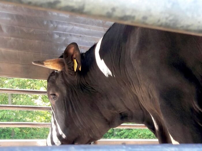 ue, ke, dobrostan zwierząt, transport zwierząt