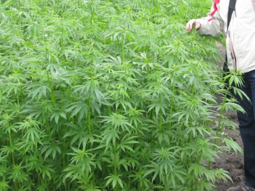 ukraina, parlament, marihuana, marihuana medyczna