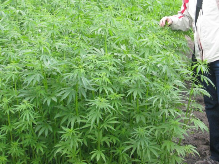 ukraina, parlament, marihuana, marihuana medyczna