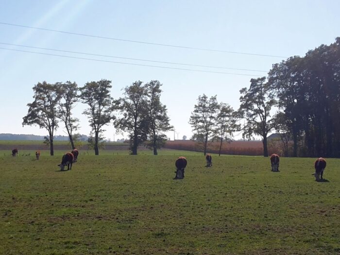 copa-cogeca, ue, rolnicy, komisja europejska, handel, import, produkty rolne, ukraina